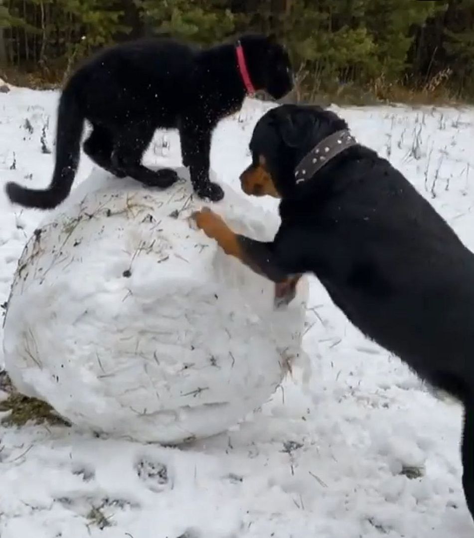 Luna and Venza also play in the snow