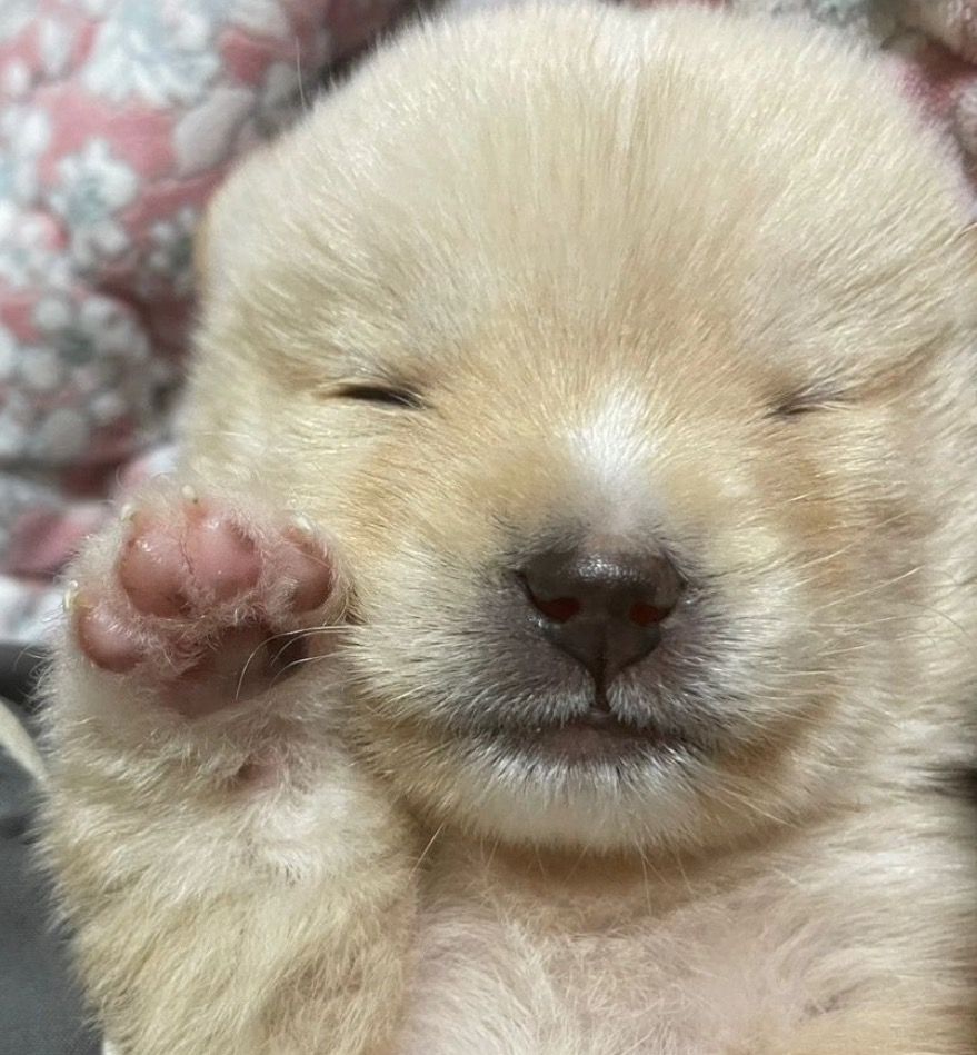 Baby Dog (Open you eyes)