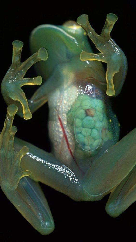 transparent froggie