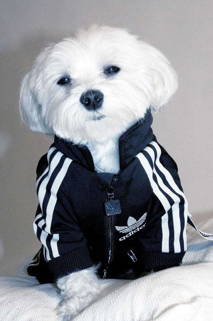 Adidog