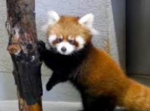 Red Panda #3