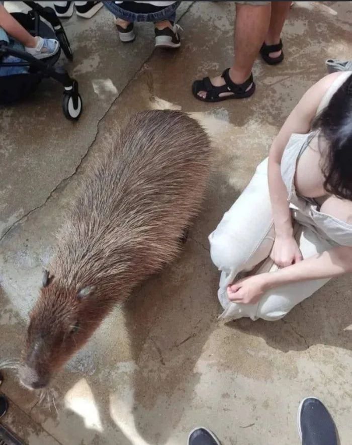 Happiest Capybaraa