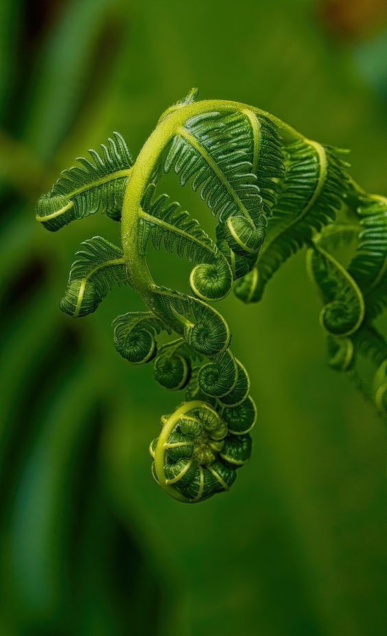 fern