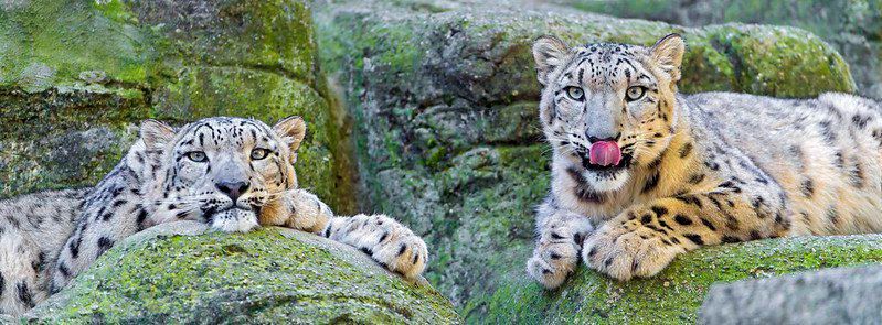 Snow leopards on vacation