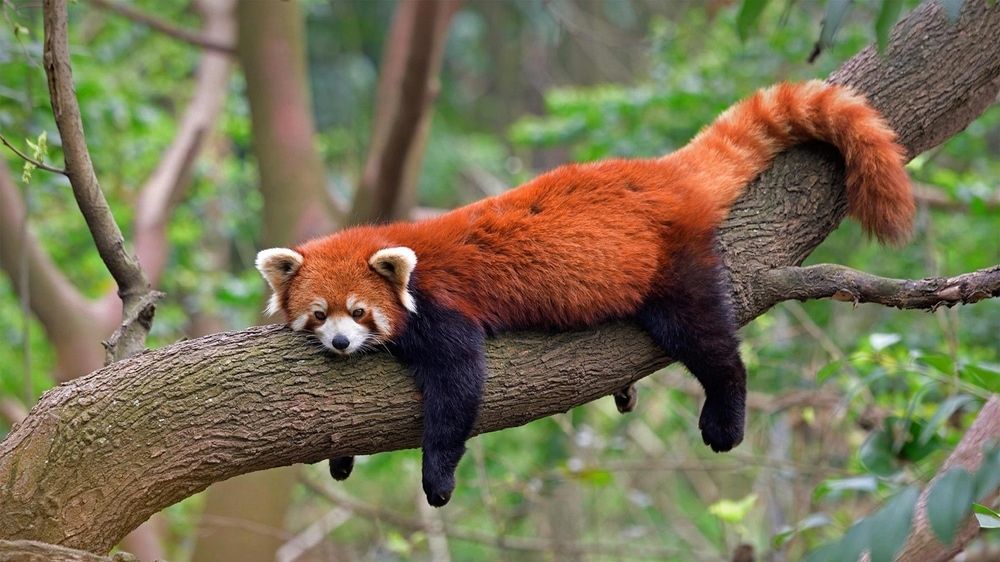 Relaxing Red Panda