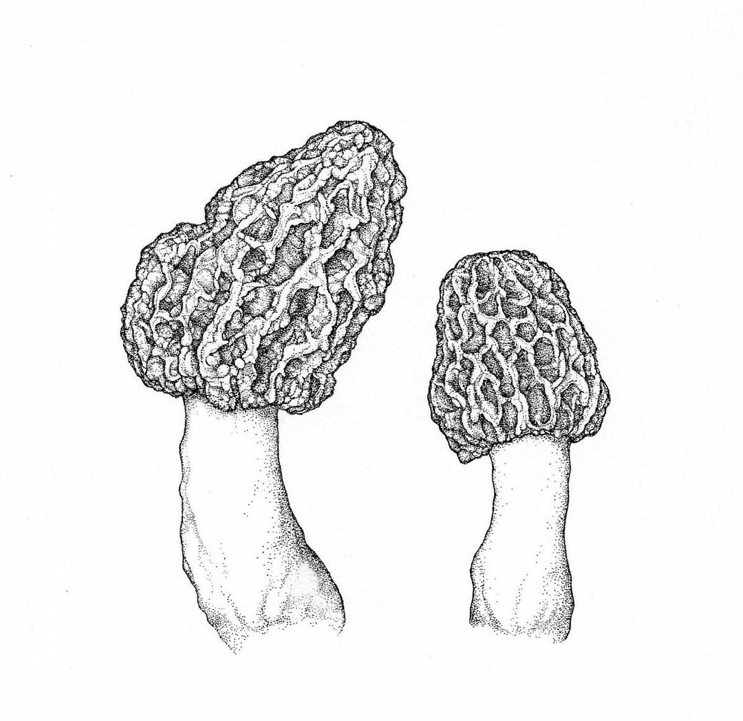 Morel