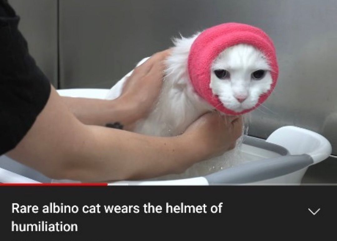 cat albino