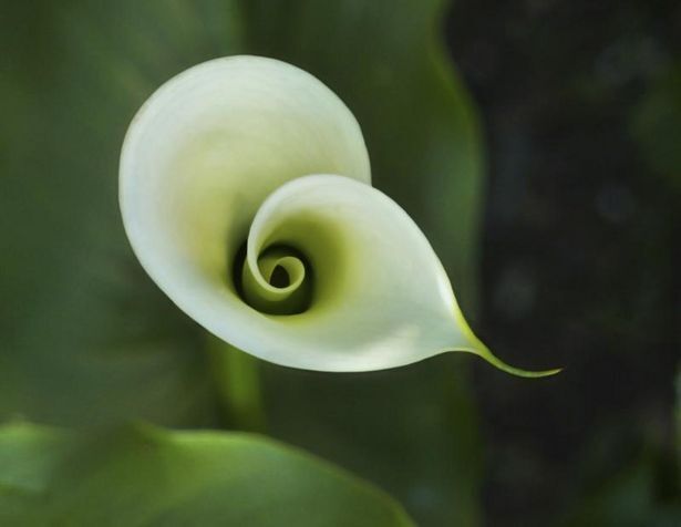 Calla-Flower