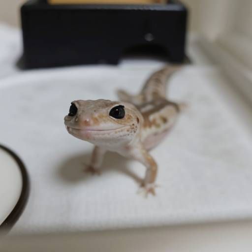 SmileGecko