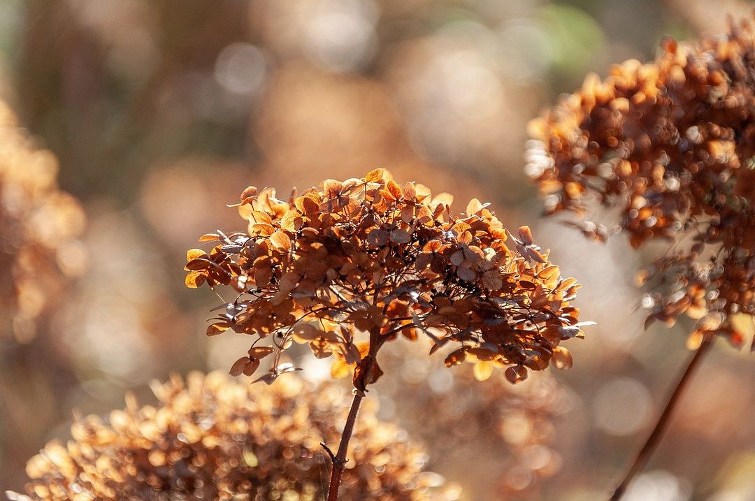 brown nature