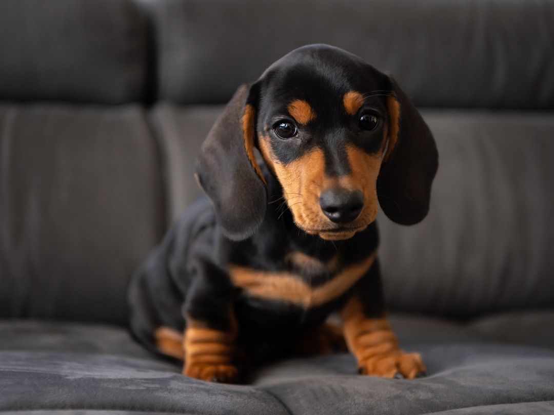 Dachshund Puppy