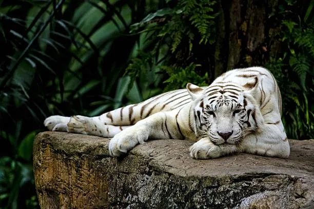 white-tiger