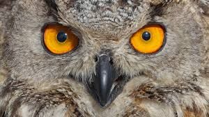 owl