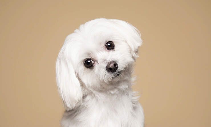 maltese