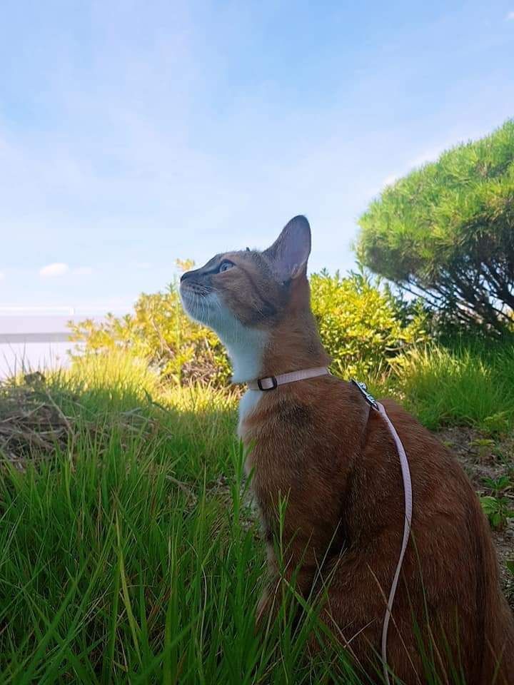 Cat in grass