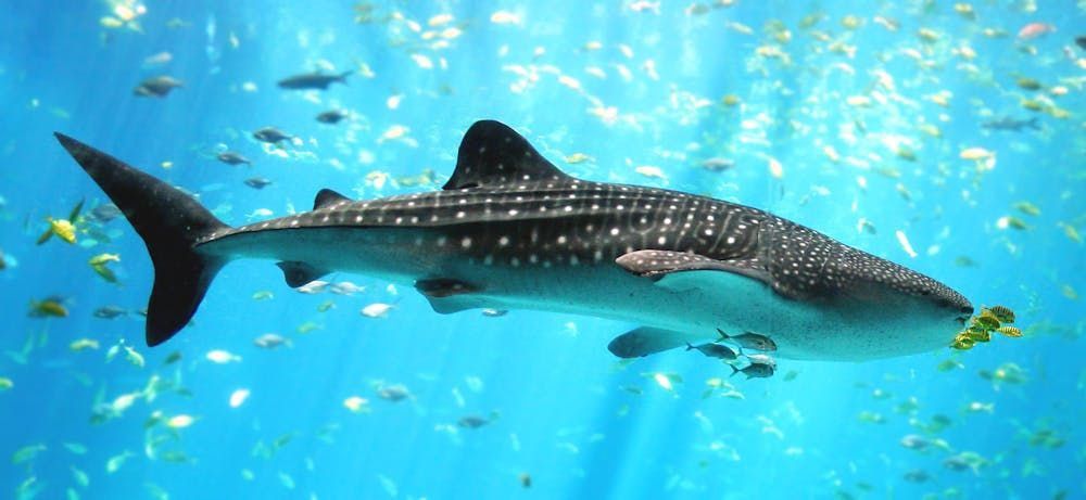 Whale Shark