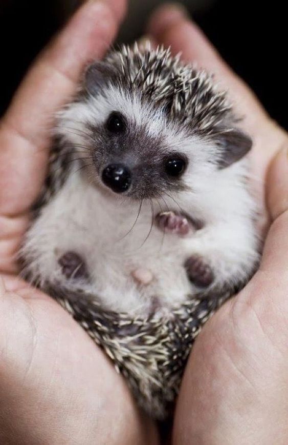 hedgehog cute