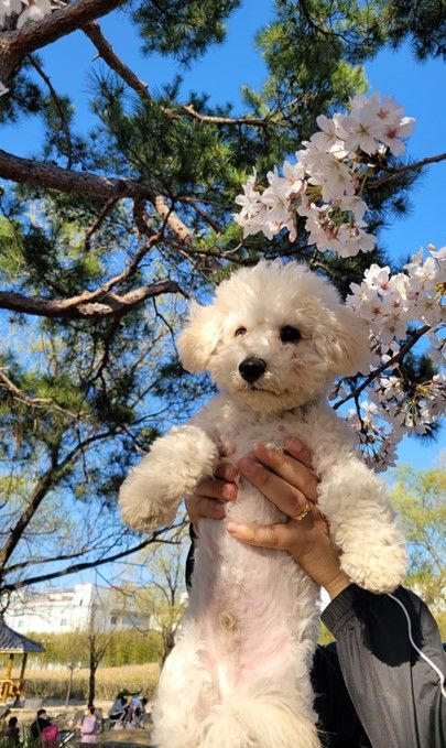 Dumpling's first cherry blossoms