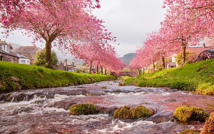 Japan Sakura