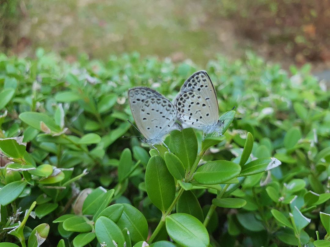 Butterflies