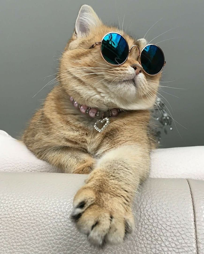 Fashion CAT