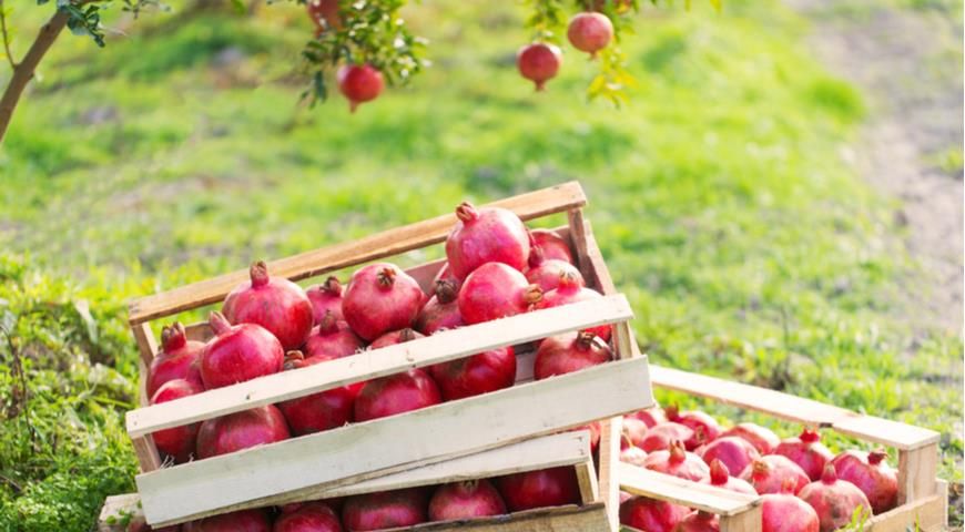 Pomegranates