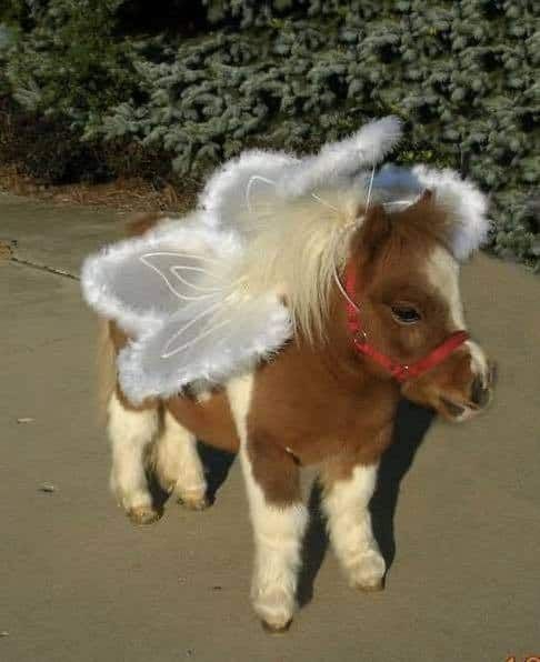 fairy horse