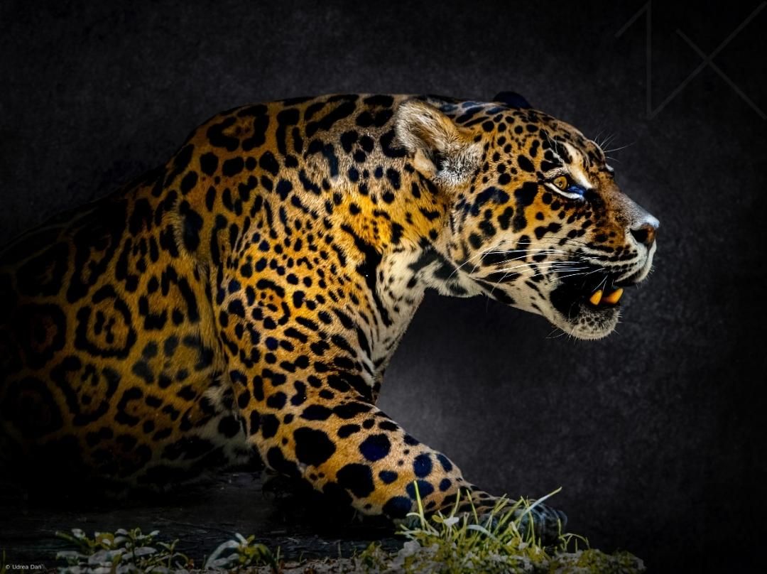 Jaguar