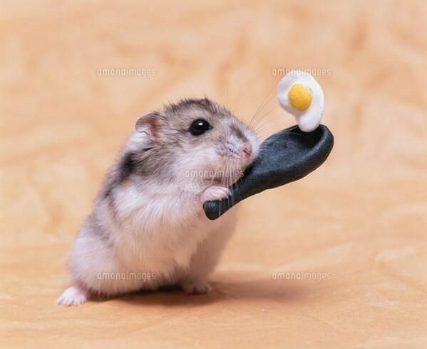 Hamster