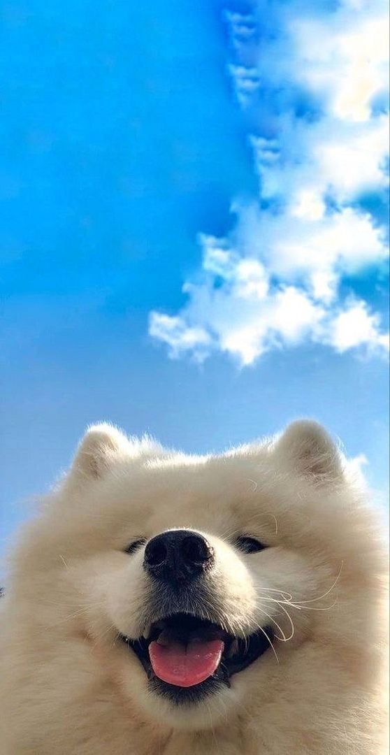 Sky puppy