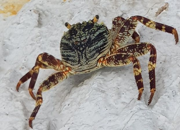 maldives crab