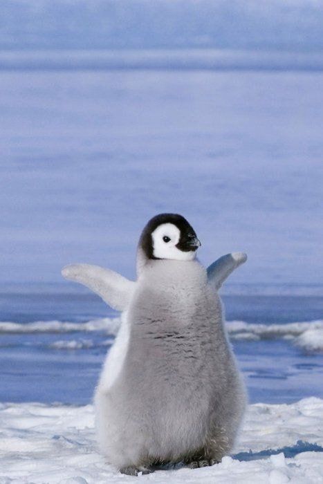 penguine