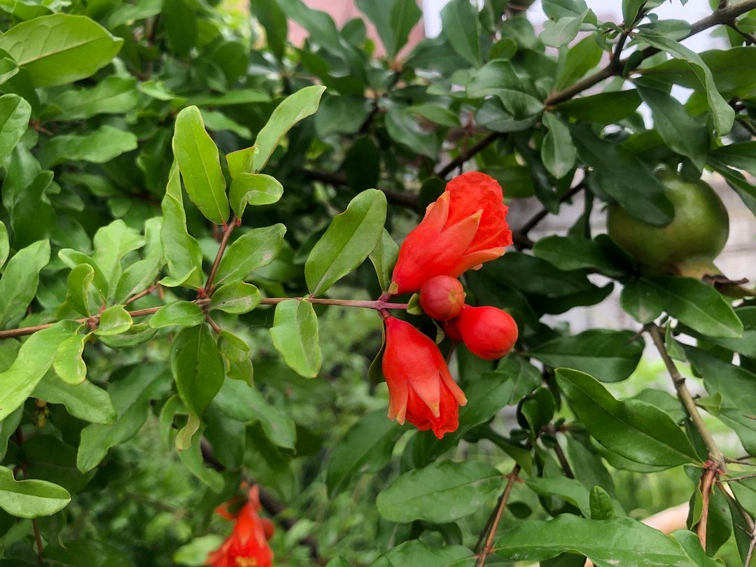 Pomegranate blossom