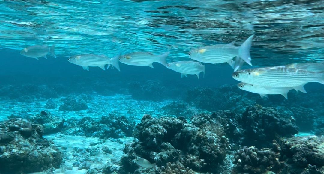 Snorkeling in Saipan