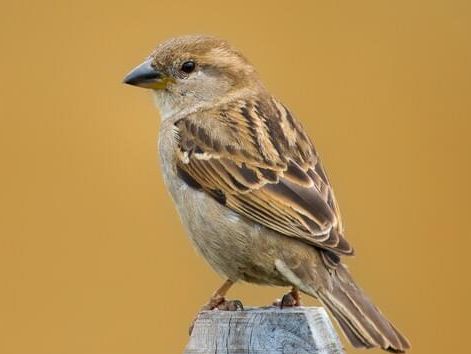 Sparrow