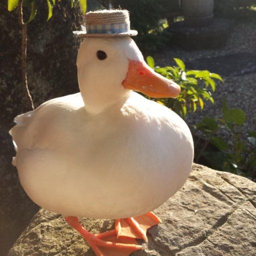 duckwifhat