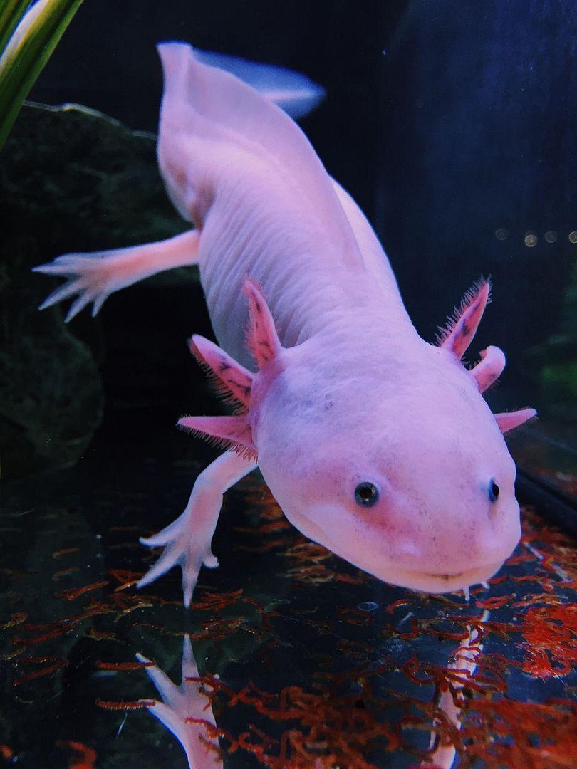 wp2676686-axolotl-wallpapers