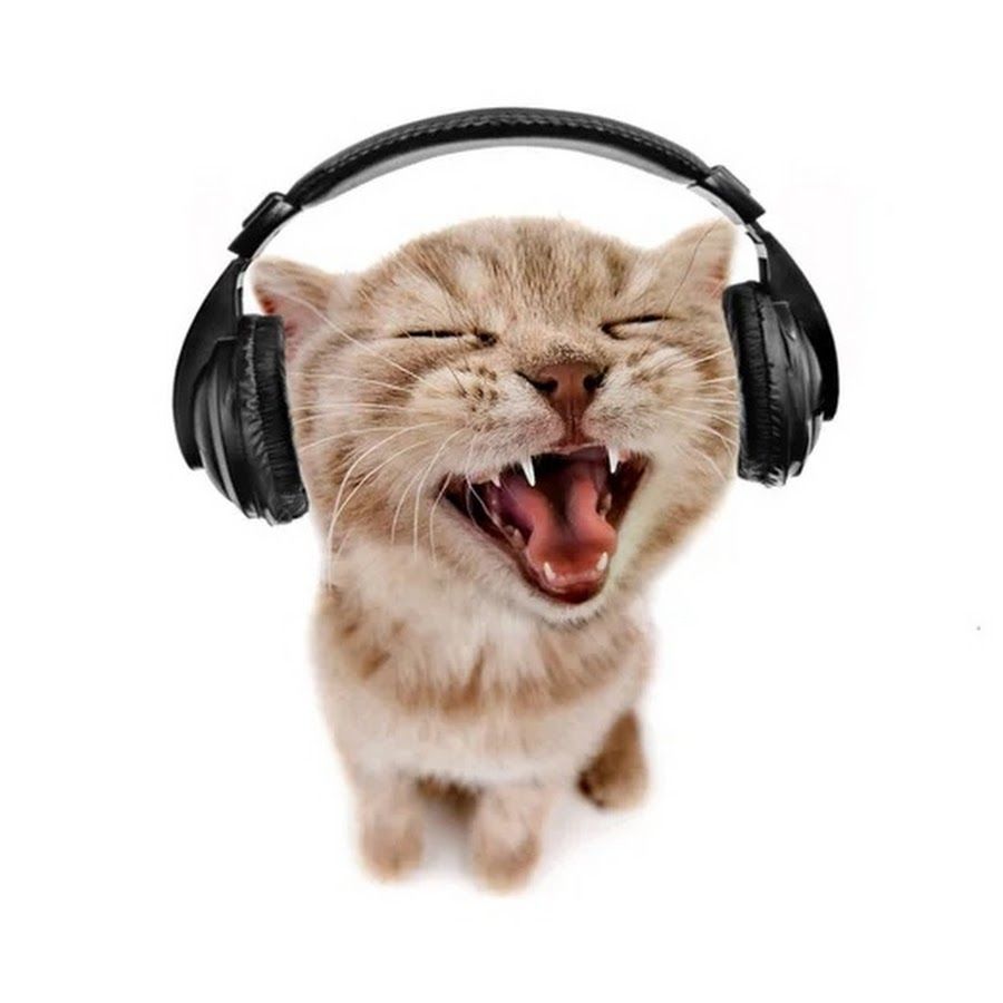 kitty_screaming