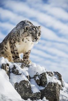 Snow Leopard