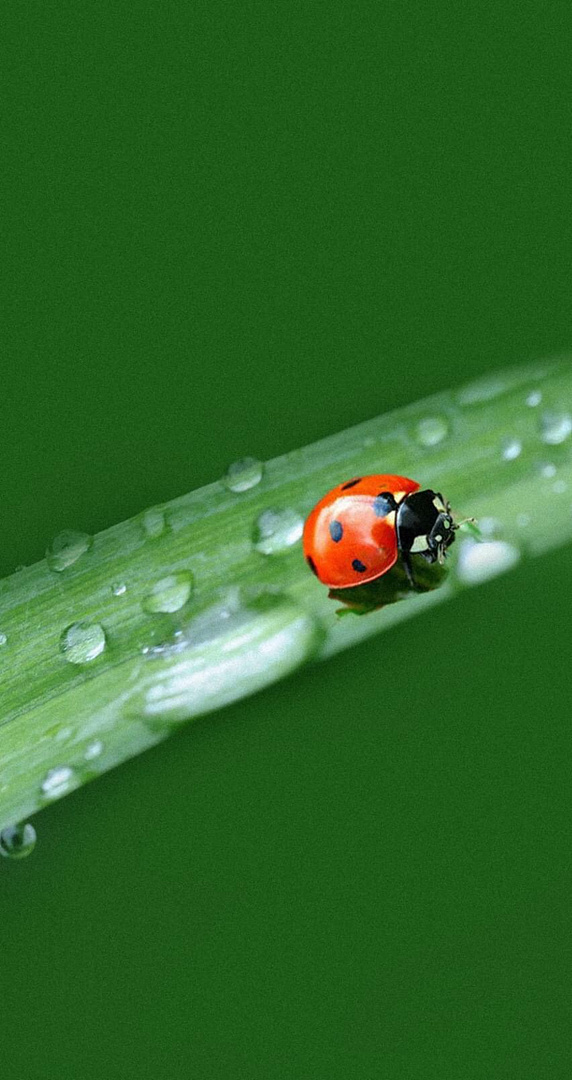 Ladybug