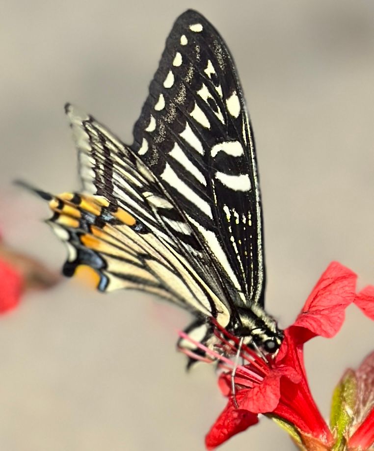 Butterfly & Flower. slurp~