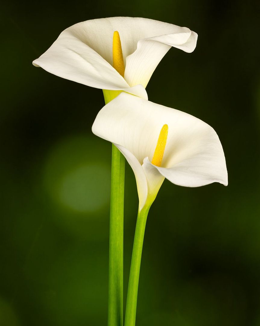 Calla Lily (Zantedeschia)