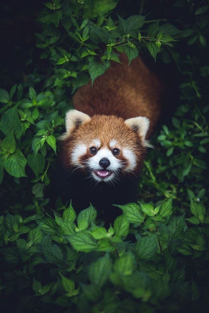 Red panda