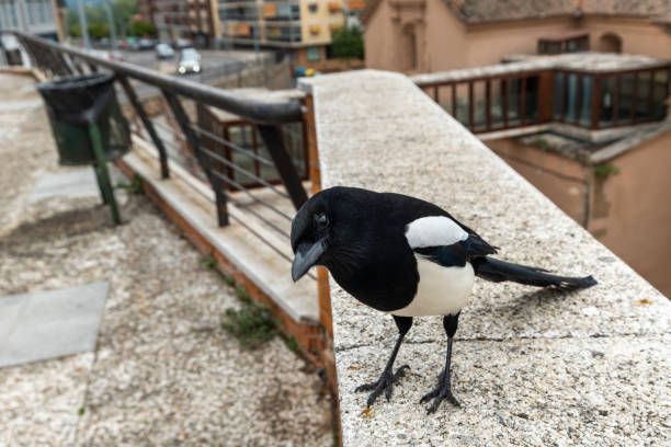 Smart Magpie