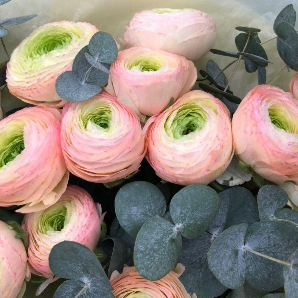 ranunculus