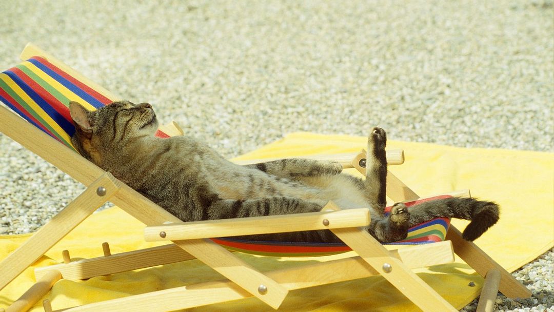 beach cat