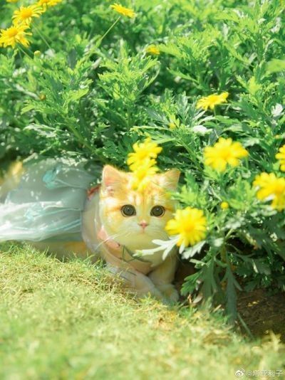 Touch Grass with a Cat