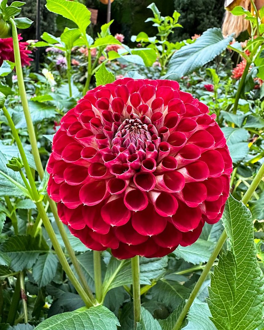 Pompon Dahlia (Dahlia variabilis pompon)