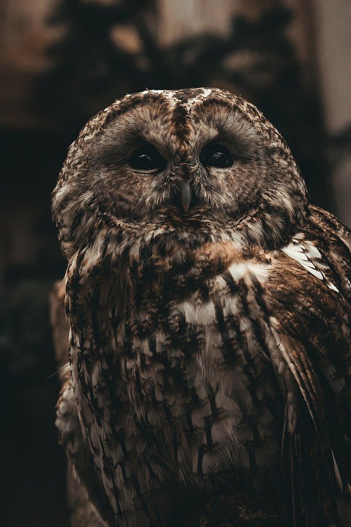 owl