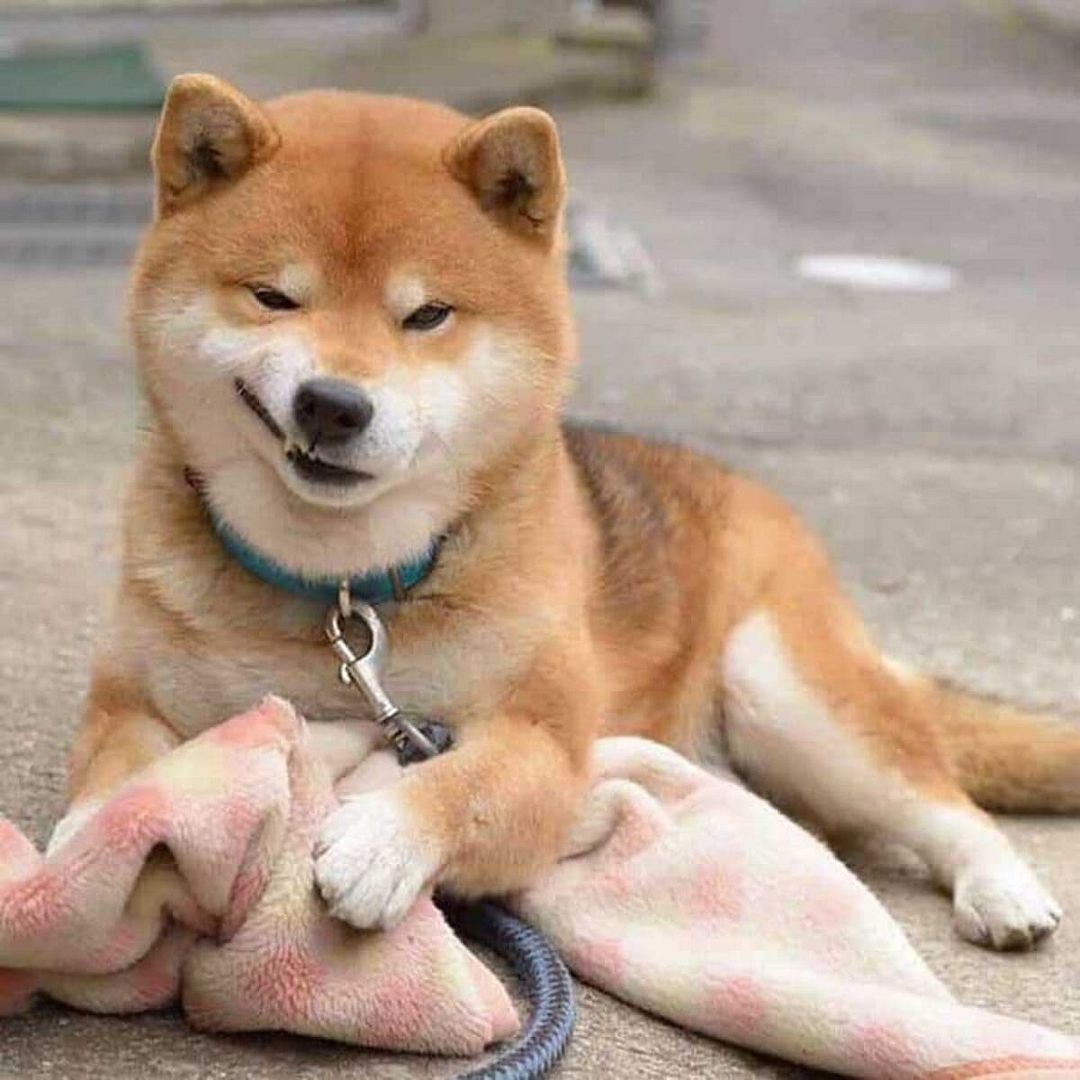 Shiba